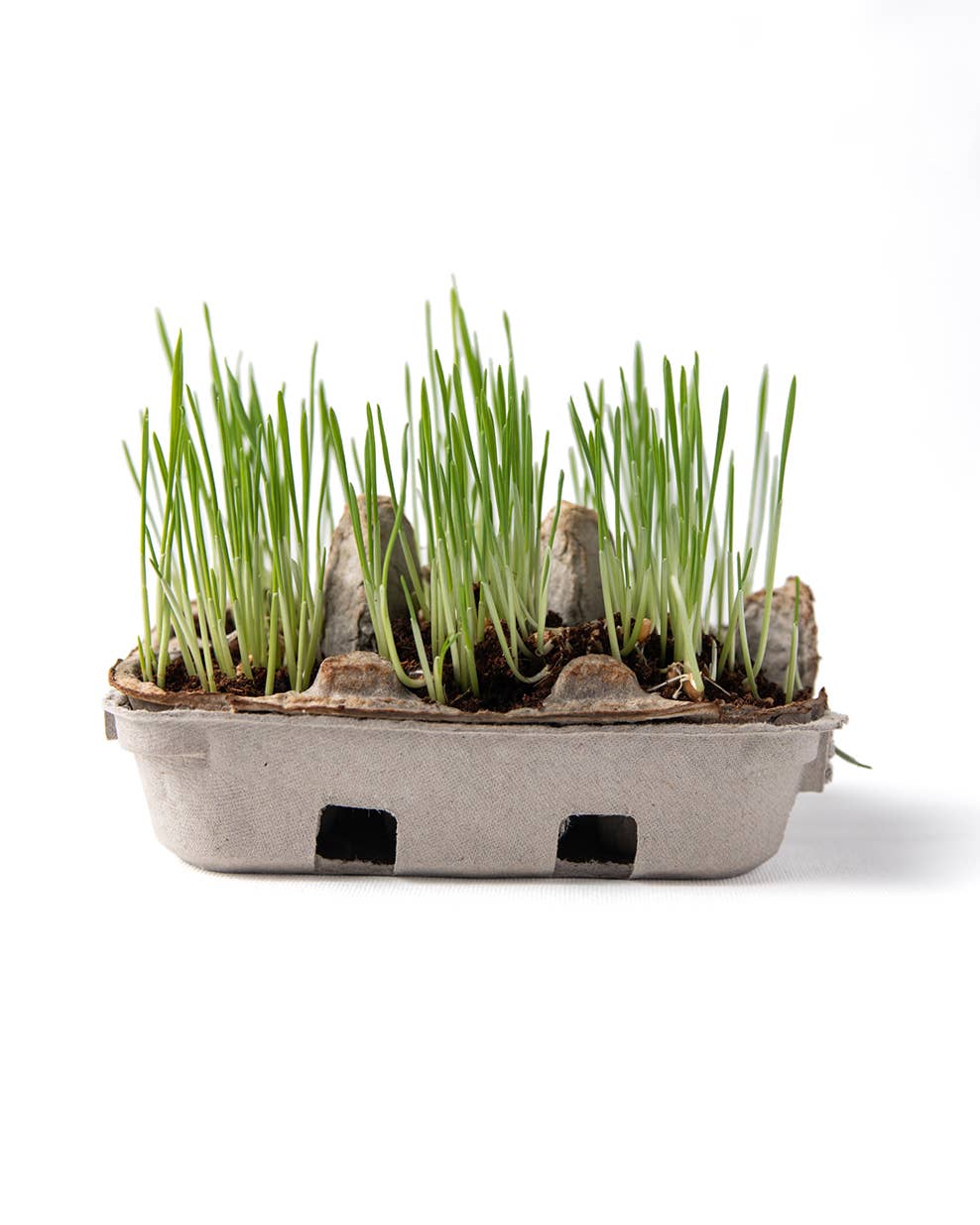 eco-kids - Egg coloring & grass growing kit - case