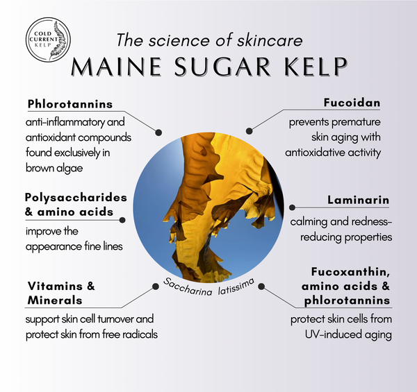 Cold Current Kelp - lavender KelpGlow Facial Oil Mini