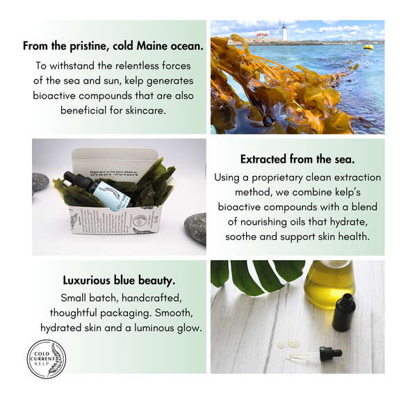Cold Current Kelp - Fragrance Free KelpGlow Facial Oil Mini