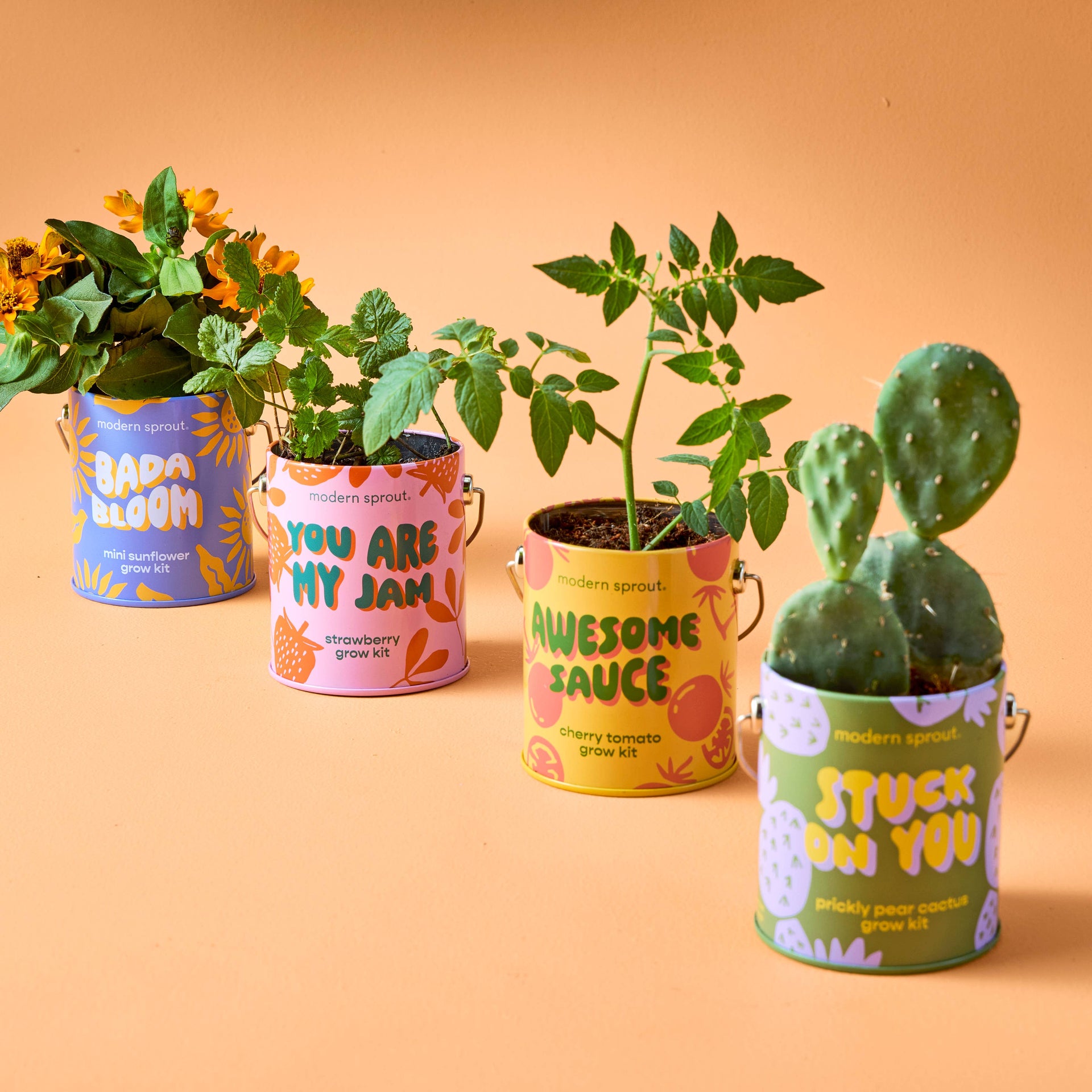 prickly pear cactus grow kit Complimentary Color Grow Kits