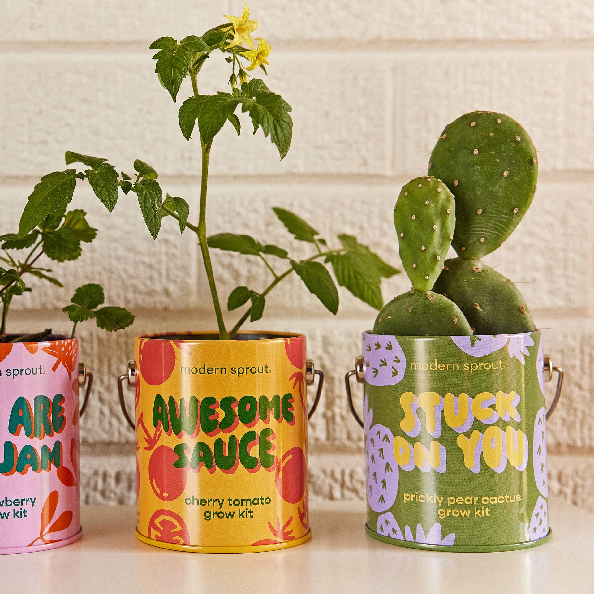 modern sprout prickly pear cactus Complimentary Color Grow Kits
