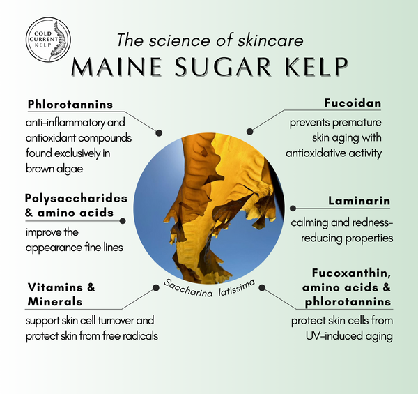 Cold Current Kelp - Fragrance Free KelpGlow Facial Oil Mini