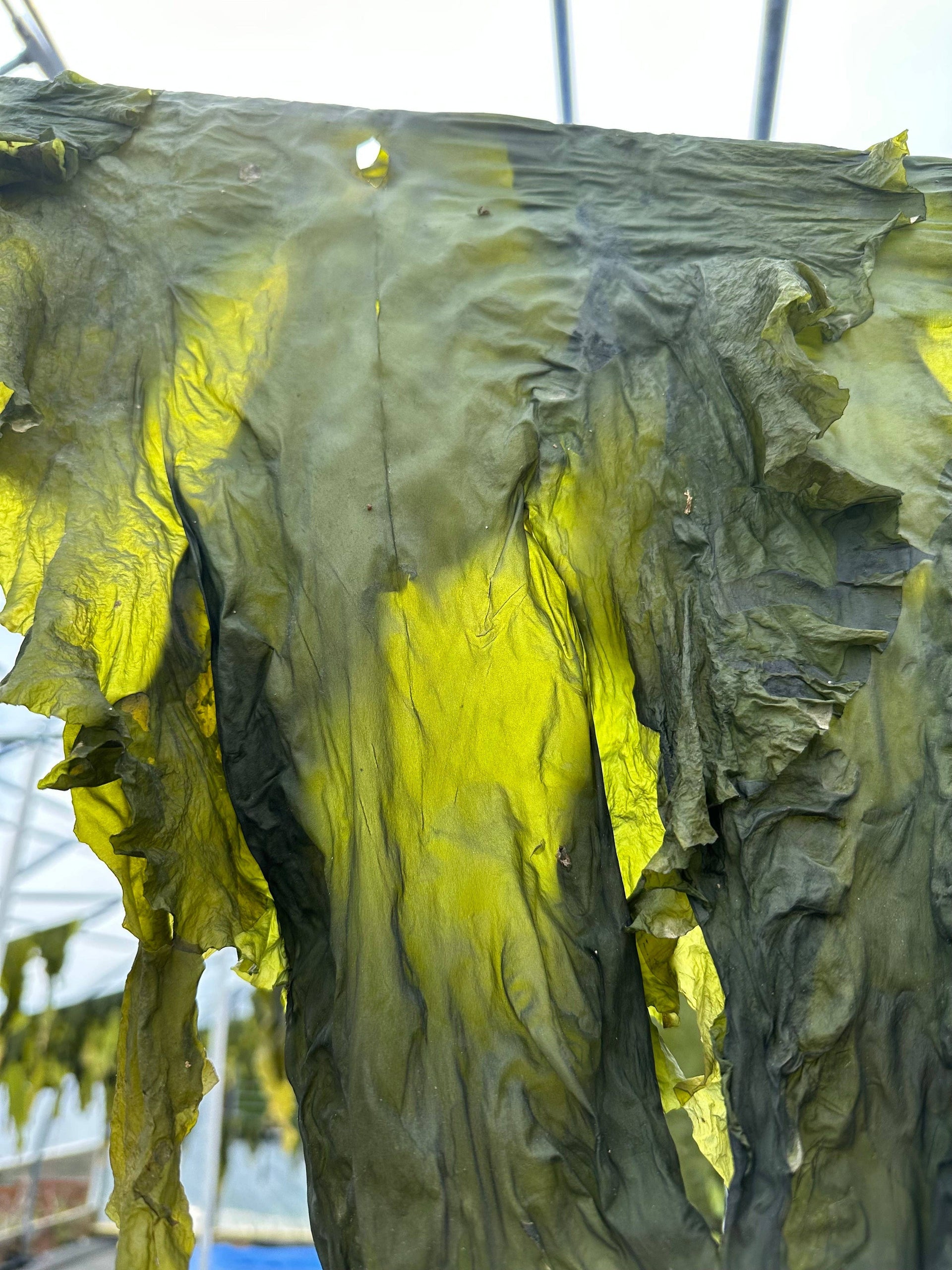 Cold Current Kelp - lavender KelpGlow Facial Oil Mini