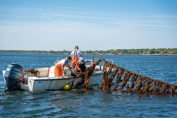 Cold Current Kelp - Fragrance Free KelpGlow Facial Oil Mini