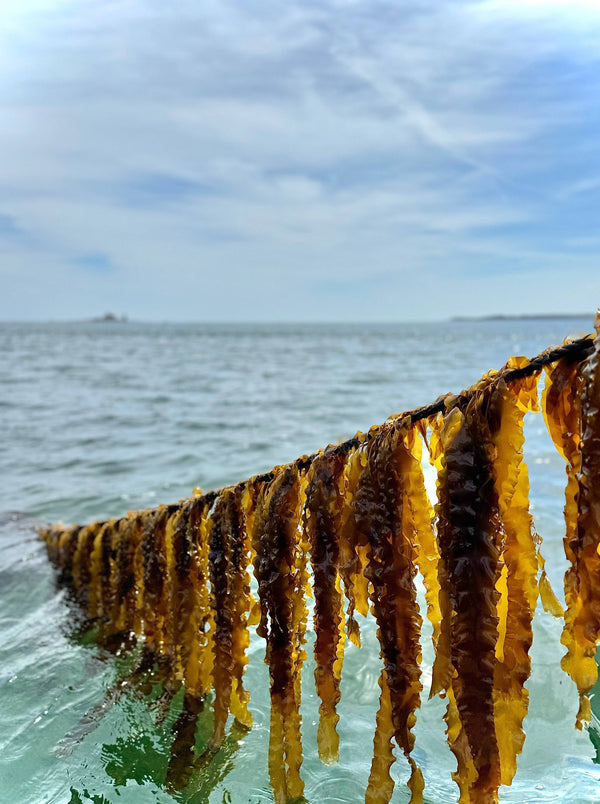 Cold Current Kelp - lavender KelpGlow Facial Oil Mini