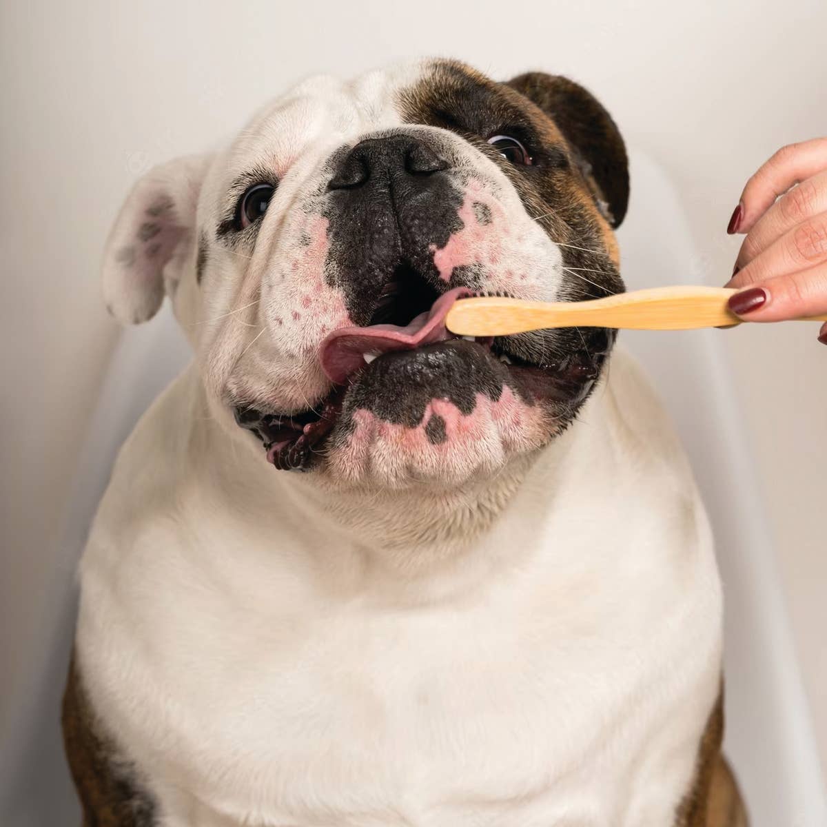 Cordoba Farms - DENTAL DOG Tooth Powder with Peanut Butter